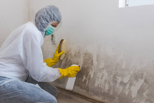 Best Real Estate Mold Inspection  in New Madison, OH